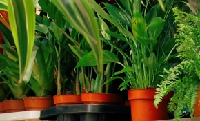 İngiltere'de bitkiler için özel otel