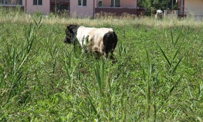 Kaçan kurbanlıklar vatandaşlara zor anlar yaşattı