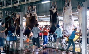 İstanbul'da 600 kesim noktasında hizmet verildi