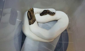 İstanbul'da hayvan kaçakçılarına operasyon: 10 gözaltı