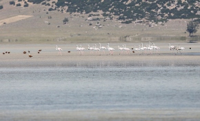 Yarışlı Gölü'nde flamingoların dansı
