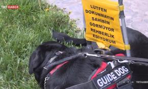 Rehber köpekler görme engellilerin hayatını kolaylaştırıyor