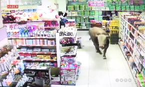Kaçan kurbanlık dana markete girdi