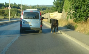 İstanbul'da kaçan boğa 3 ilçe değiştirdi