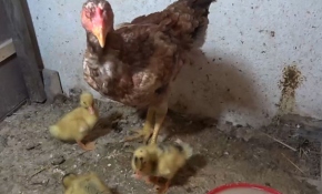 Tavuk, ördek yavrularına annelik yapıyor