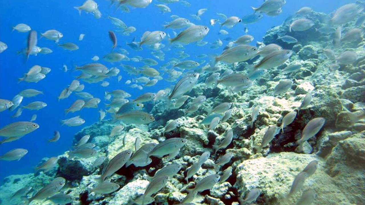 Saros Körfezi kendi kendini temizleme özelliğinin yanı sıra su altı, su üstü güzellikleriyle yerli ve yabancı dalgıçların yeni adresi.