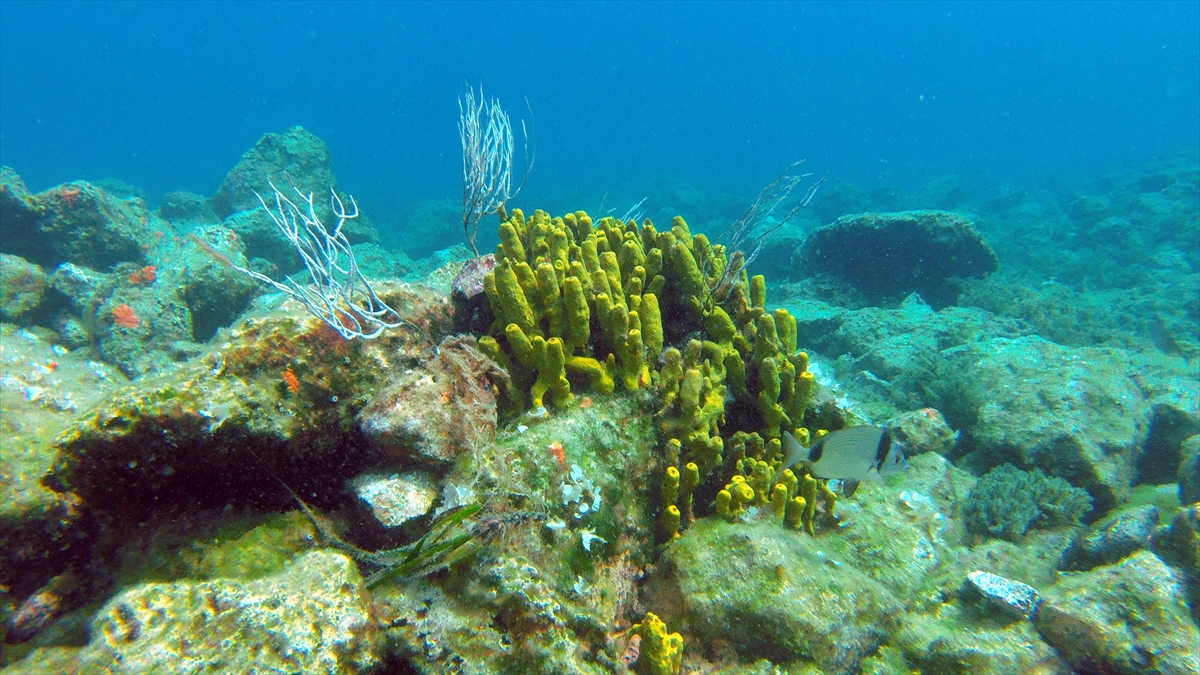 Turizmin geliştirilmesi amacıyla Saros Körfezi`nde 10 yıl önce başlatılan su altı müzesi çalışmaları kapsamında oluşturulan resifler, yerli ve yabancı dalgıçların ilgisini çekiyor.