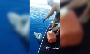 Tekne turu sırasında oltaya takılan 3 metrelik köpek balığı turistleri şaşırttı