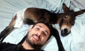 Sokakta bulduğu sıpayı evinde besliyor