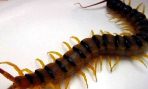 Elini sokan kırkayak hastanede gömleğinden çıktı