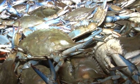 Enez'in mavi yengeçleri Avrupa ülkelerine satılıyor