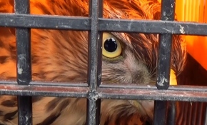 Kümese giren atmacayı itfaiye ekipleri çıkardı