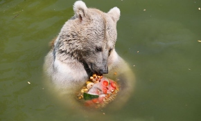 İzmir'de sıcaktan bunalan hayvanlar buzlu menülerle serinliyor