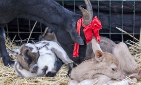 Yavru alageyiğe keçi süt anne oldu