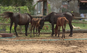 Ölüme terk edilen yük hayvanlarına ikinci baharlarını yaşatıyorlar
