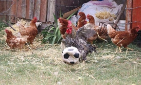 Bahçesinde beslediği horoz futbol tutkunu çıktı