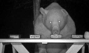 Tesise dadanan ayıların bal testi kamerada