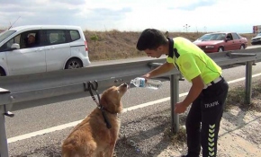 Polisler kaza geçiren köpeği su içirerek sakinleştirdi