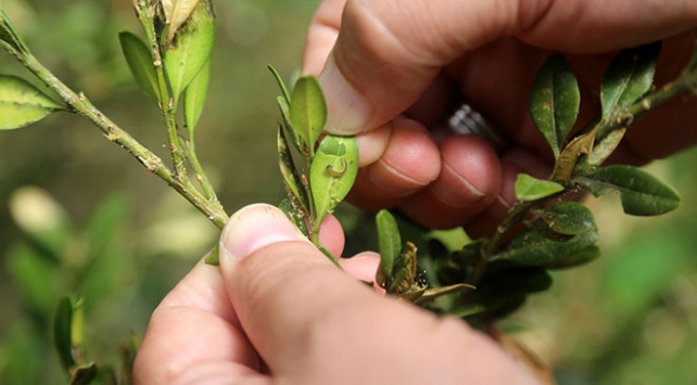 Ormanlardaki şimşir güvelerine ışıklı tuzak
