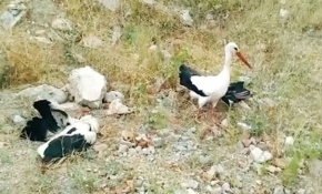 Kanadı kırık leylek ölen eşinin başından ayrılmadı