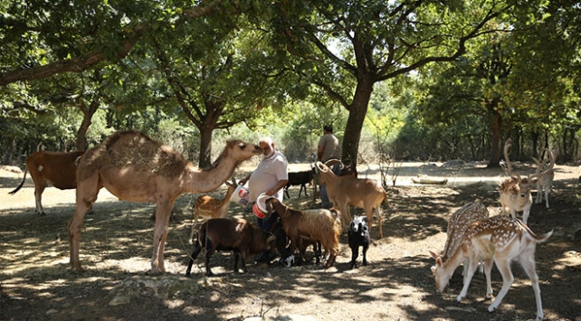 Kayalık araziyi ormana dönüştürdü
