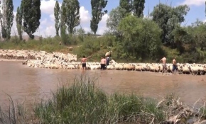 Sivas'ta yüzlerce koyun ırmakta yıkanıyor