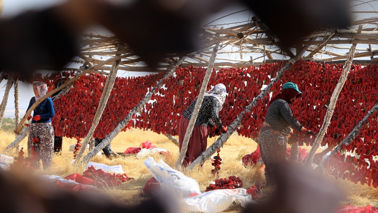 Yöre kadınları, hazırladıkları kurutmalıkların parasını toptancıdan alırken, toptancı da anlaştığı perakende işletmelere ürünü satıyor.