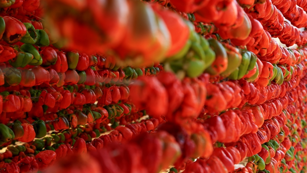 Gastronomi kenti Gaziantep`te kurutmalıkların hazırlanması için çalışmalar sürüyor. 