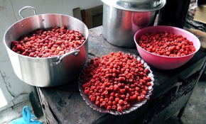 Kars'ta dağ çileği zamanı