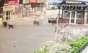 Şehre inen ayılar ortalığı birbirine kattı