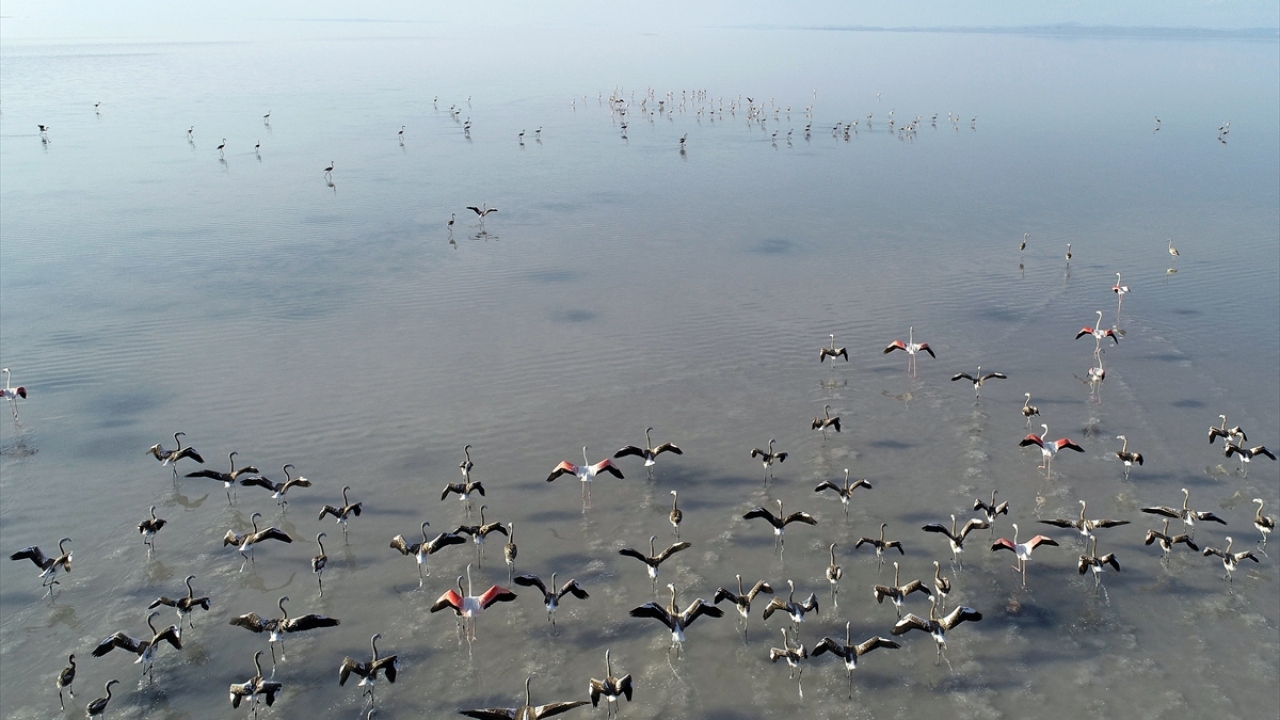 Yumurtadan çıkan flamingo yavruları uçmayı öğrenene kadar Tuz Gölü’nde misafir oluyor. 