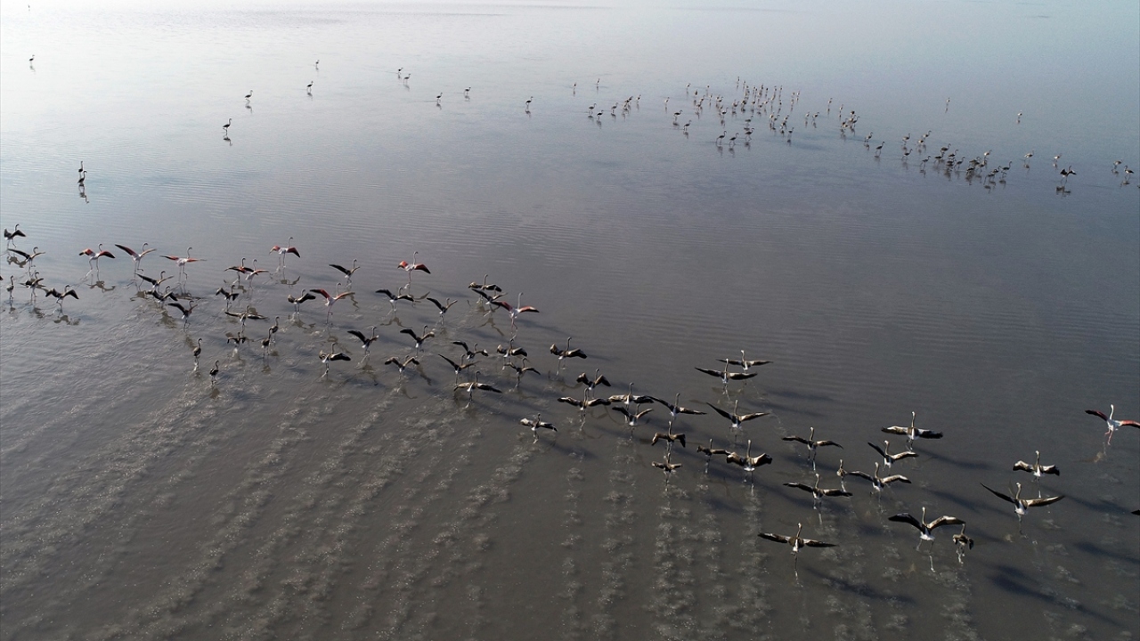 Sağlıklı bir şekilde gelişimlerini tamamlayan flamingolar, yuvalarını sonbaharda terk ediyor.