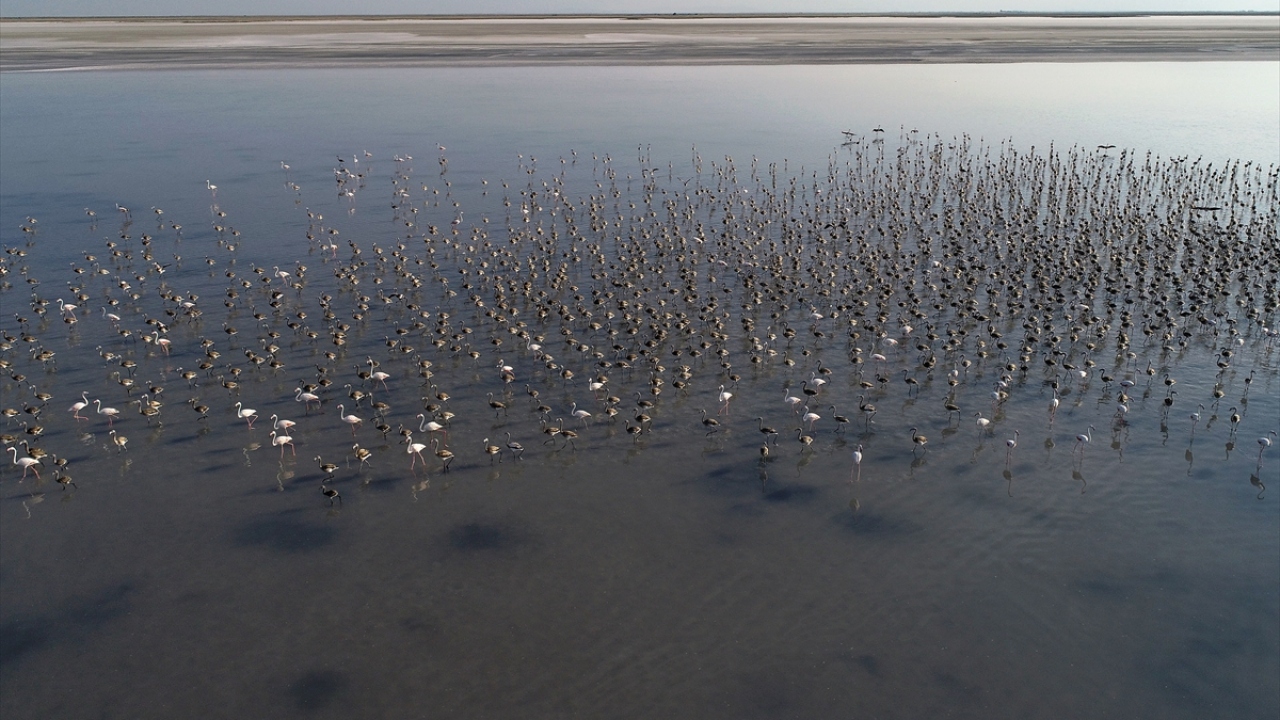 Arazi çalışmalarında doğrudan gözlem, uçak, dürbün, teleskop, tele objektif gibi çeşitli araçlarla gözlemler gerçekleştiriliyor.