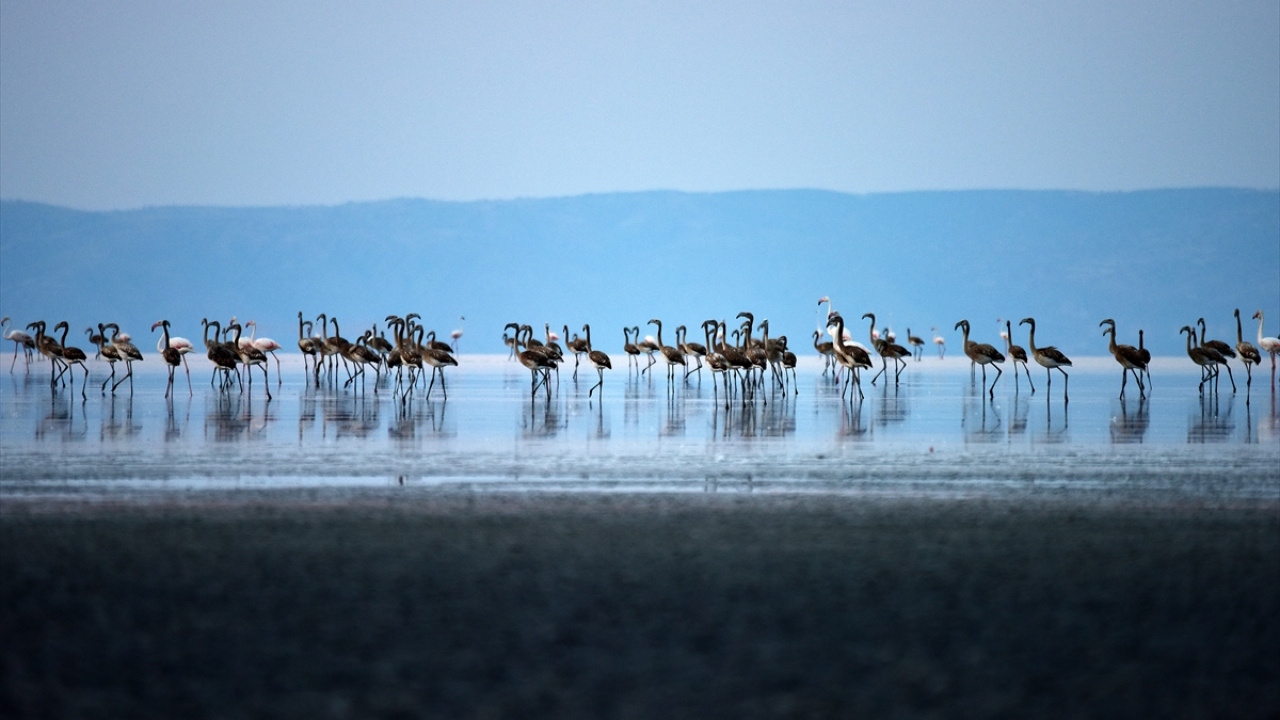 Bakanlığa bağlı Tabiat Varlıklarını Koruma Genel Müdürlüğünce her yıl Türkiye`de nesli tehdit ve tehlike altında olan türleri gelecek nesillere aktarmak için çalışmalar yürütülüyor.