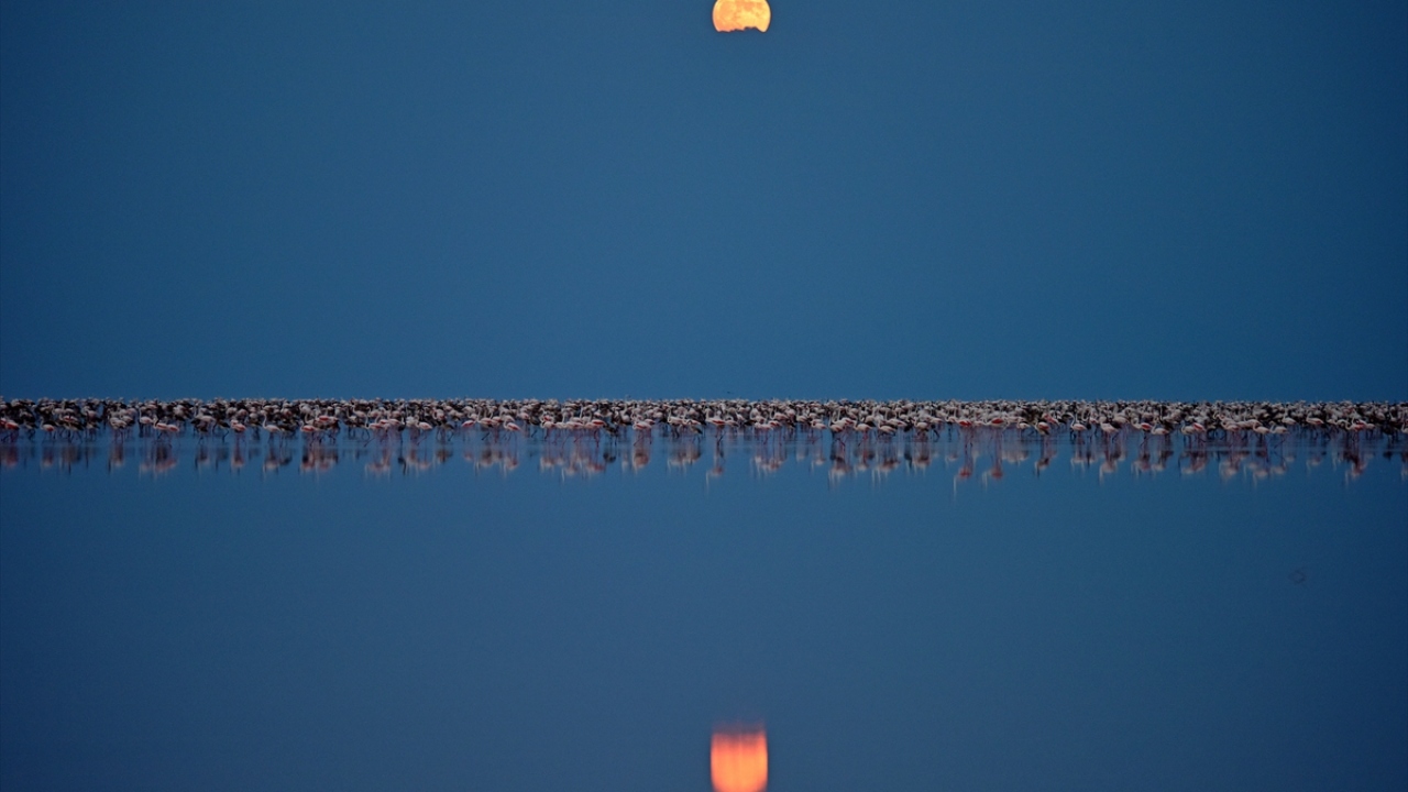 Tuz Gölü`nde 2017 yılında 11 bin 79, geçen yıl 12 bin 746, bu yıl ise 20 bin 381 flamingo yavrusunun yumurtadan çıktığı tespit edildi.