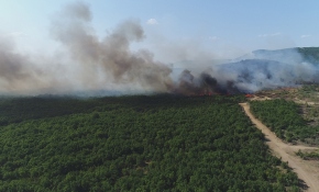 Edirne'de orman yangını