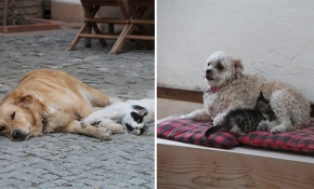 Amasya'da kedilere annelik yapan sevimli köpekler