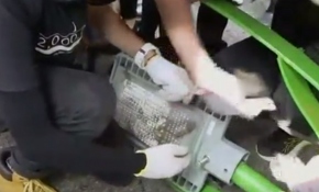 Hong Kong protestocuları yüz tanıma kulelerini yıktı