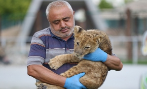 Hayvanat bahçesinin kralı Pusat'a bakıcı şefkati