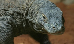 Endonezya, Komodo ejderlerinin sayısını artıracak