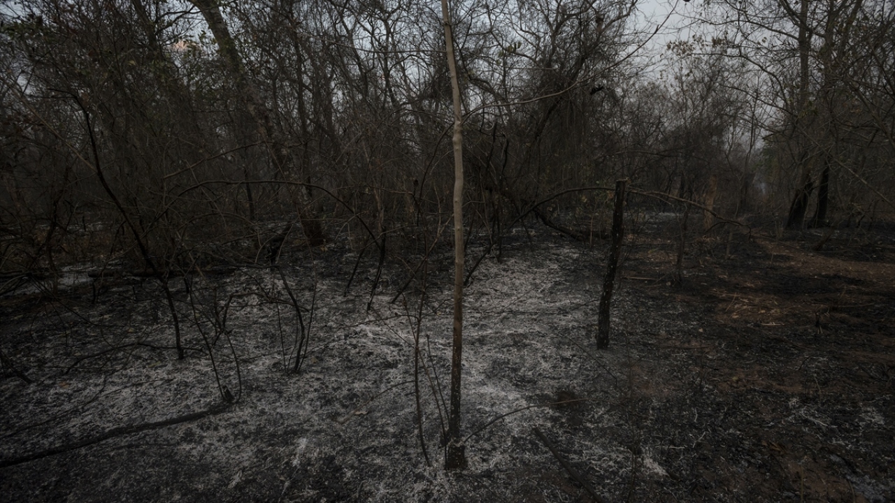 Bazı protestocular ise yerel yetkililerin orman arazilerini, keresteciliğe açmak için yok ettiği iddiasında bulundu.