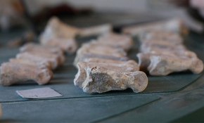 Aigai Antik Kenti'nde bulunan hayvan kemikleri tarihe ışık tutacak