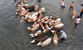 Hayvanlarının serinlemesi için ellerinden geleni yapıyorlar