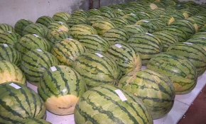 Diyarbakır'ın en büyük karpuzu belirlenecek