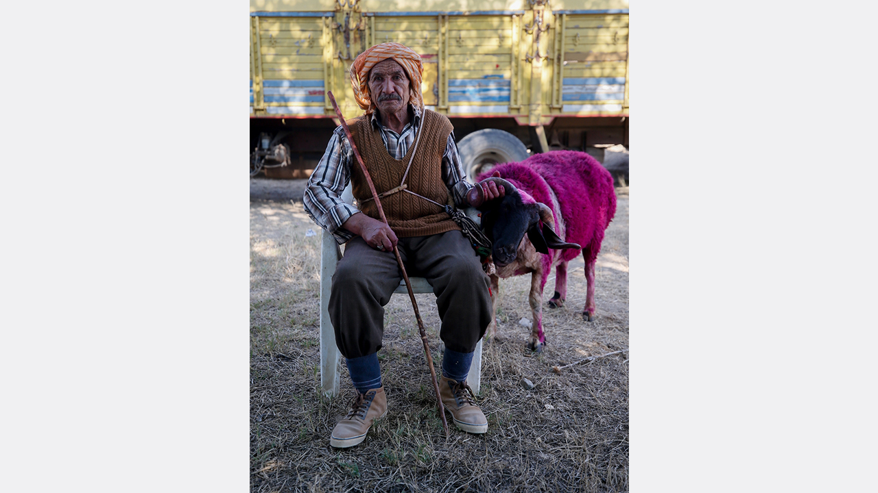 Ramazan Çandır, yarışmaya "Mor Koyun" adını verdiği elci koyunuyla katıldı.