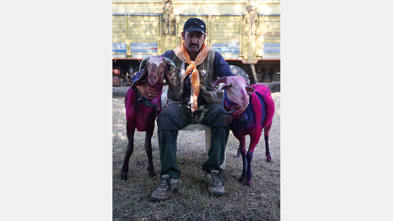Orhan Güngör, yarışmaya "Sütçü" ve "Moraliyim" adını verdiği elci koyunlarıyla katıldı.
