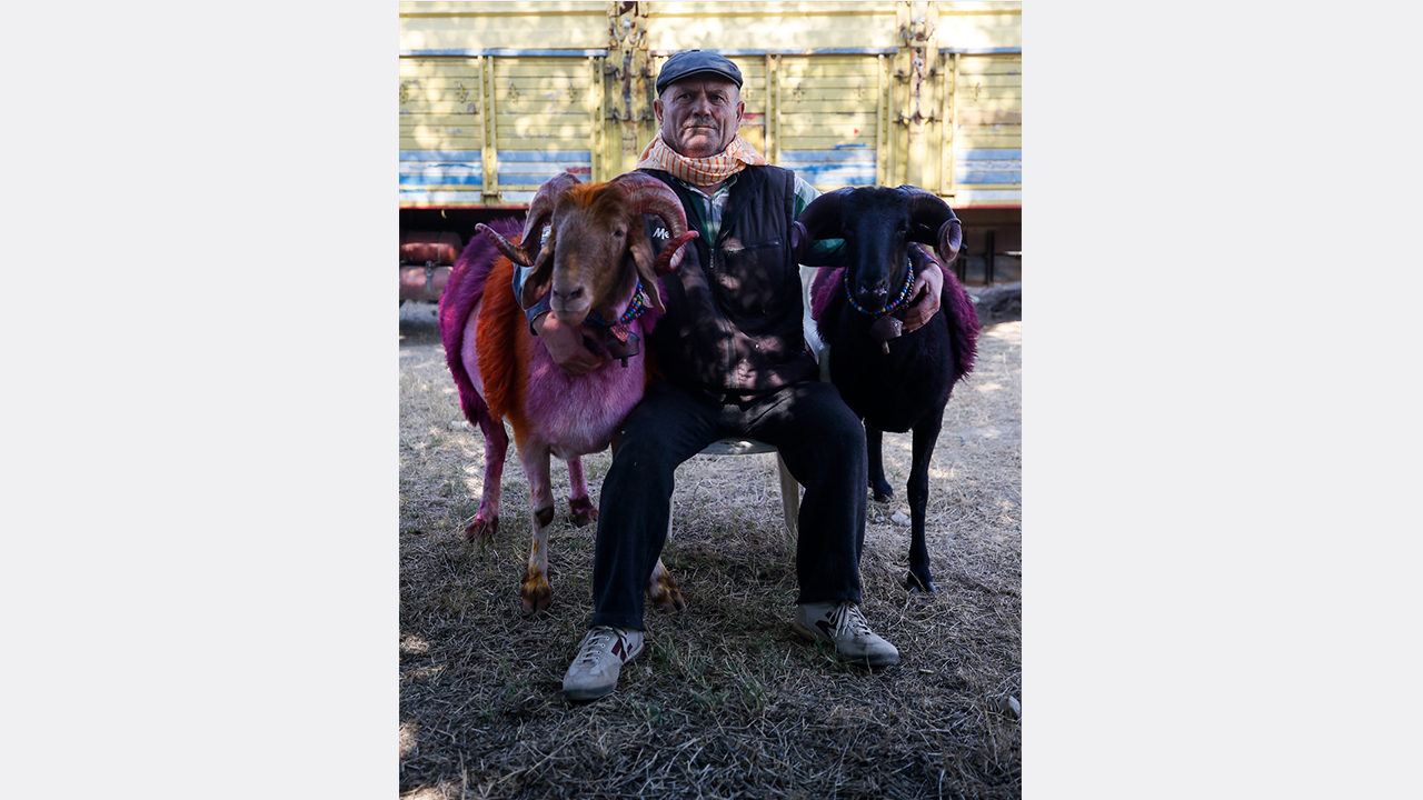 Necdet Aydoğdu, yarışmaya "Mor Koyun" ve "Karakoyun" adını verdiği elci koyunlarıyla katıldı.