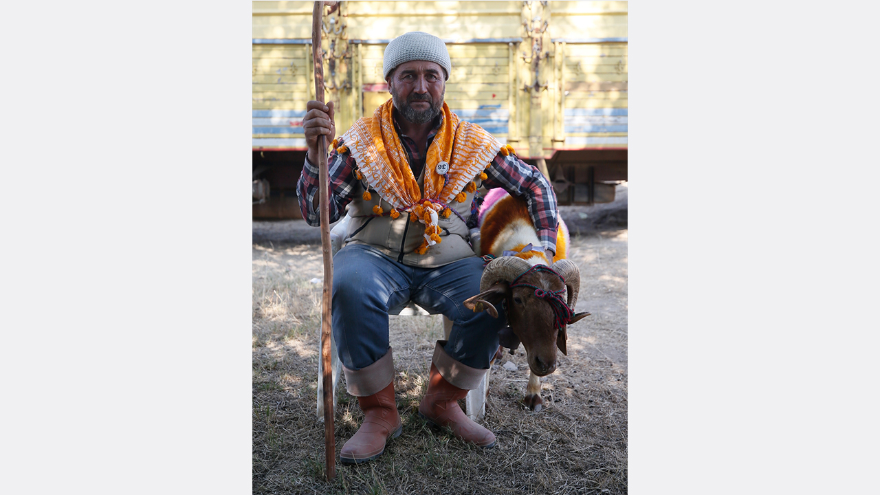 İsmail Karcı, yarışmaya "Mor Koyun" adını verdiği elci koyunuyla katıldı.