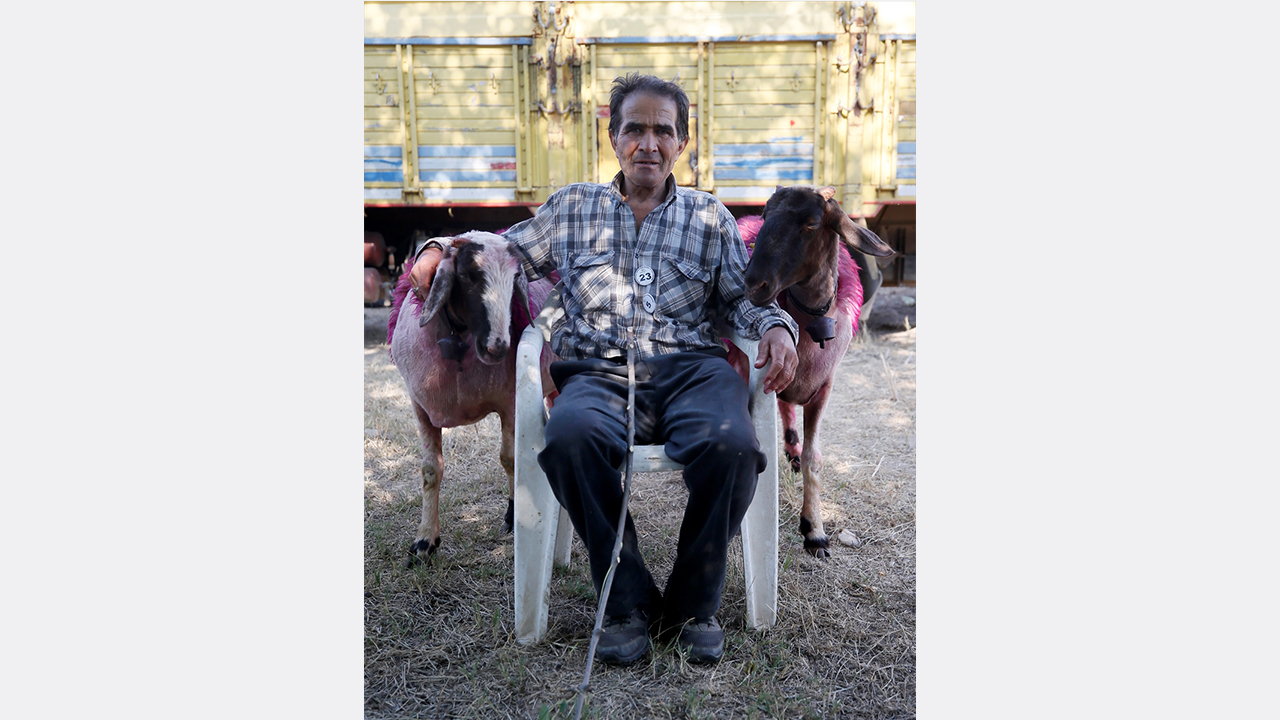 Enver Çandır, yarışmaya "Mor Koyun" ve "Sakar" adını verdiği elci koyunlarıyla katıldı.
