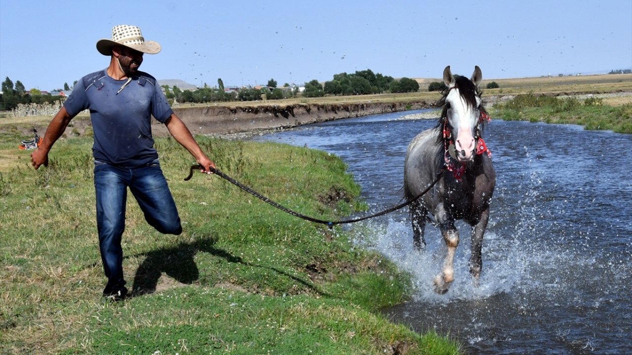 Hava sıcaklığının 30-35 derecelere yükseldiği Selim ilçesine bağlı Kekeç köyündeki cirit tutkunları, atlarını sıcak havalarda köy yakınındaki dereye her gün 3`erli gruplar halinde getiriyor.